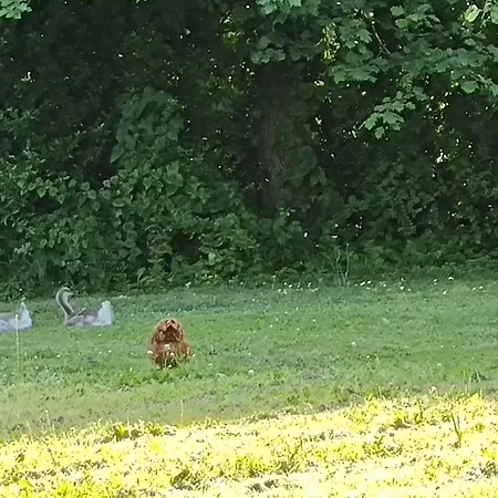 Les 3 Cedres Miramont-de-Guyenne