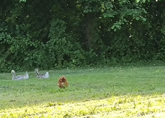 Les 3 Cedres Miramont-de-Guyenne